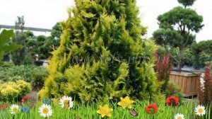 Туя западная Санкист ? Обзор: посадка и уход. крупномеры туи Санкист: описание и особенности