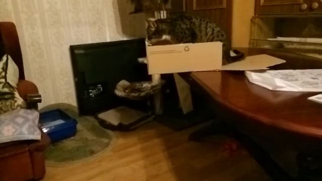 Pure evil, falling cat in slomotion смотреть онлайн