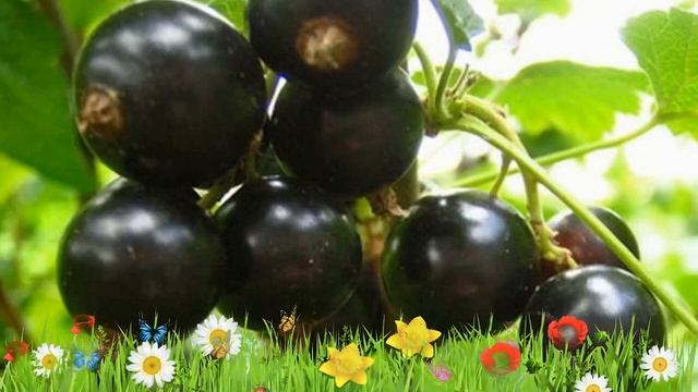 Смородина обыкновенная ? Обзор: посадка и уход. саженцы смородины : описание и особенности смотреть онлайн