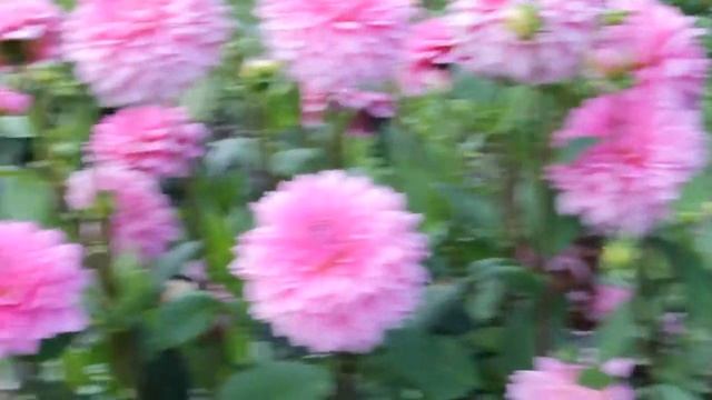 Георгина Rosella