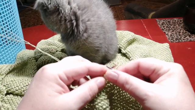 Котёнок Фея, мопс Ларри и Вязание) смотреть онлайн