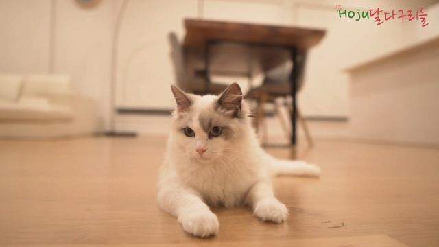 (ENG SUB) Ragdoll Lilac Bicolor Kitten Feature! Ragdoll kitten personality! смотреть онлайн