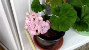 Пеларгония Ю-КЕЙЛИ. Селекция Юлии Львовой.