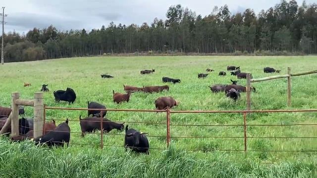 Продажа Мурсия Гранада (Murcia Granada) смотреть онлайн