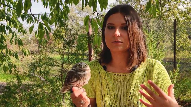 #ИСТОРИЯ СТИЧА/ Почему к таким птицам нужно готовиться? смотреть онлайн