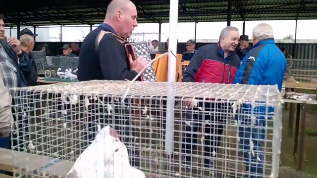 Частушки на Птичем Рынке смотреть онлайн