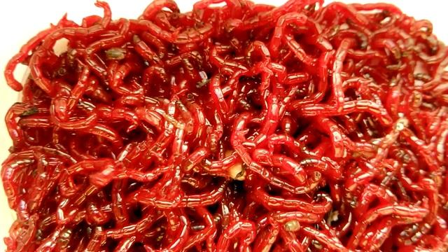 Мотыль живой ( свежий ), для рыбалки. Купить в МИНСКЕ смотреть онлайн