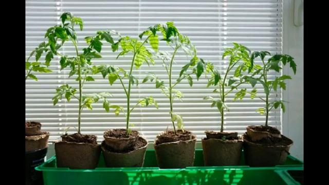 посев семян эвкалипта, sowing the seeds of eucalyptus, смотреть онлайн