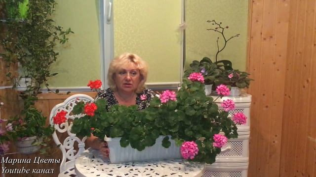 Герань . Лето . Очень красиво . смотреть онлайн