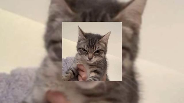 Остап Парфëнов- Мужчина должен||speed up song смотреть онлайн