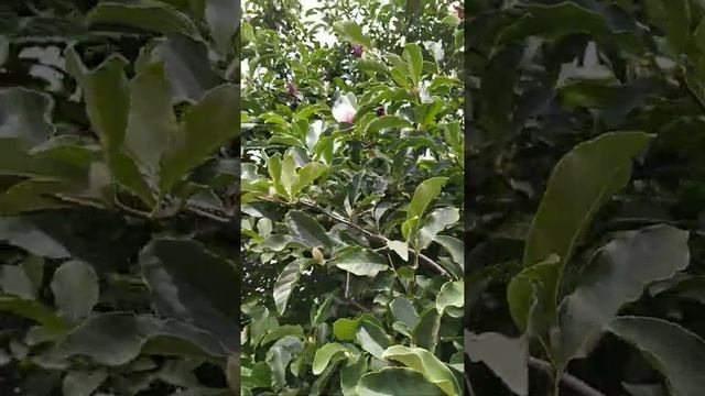 ремонтантное цветение на листопадной магнолии смотреть онлайн