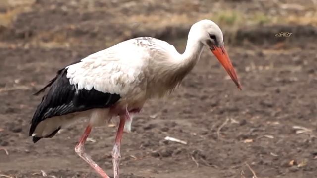 Старик был в шоке, когда нашел эту раненую птицу! смотреть онлайн