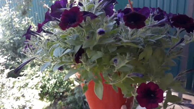 Купила петунью. Петунья ампельная и кустовая. Готовое кашпо