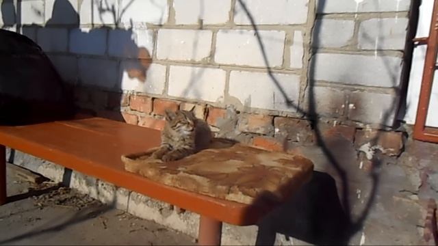 Котёнок пытается заснуть \ Kitten tries to catch some sleep смотреть онлайн