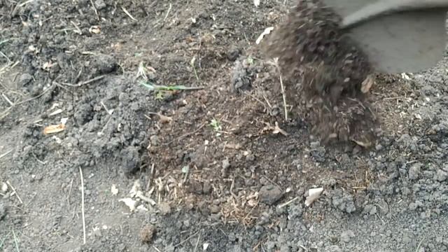 ? МАЛИНА. В ТАКУЮ ТРАНШЕЮ Вы еще не САЖАЛИ. Посадка ремонтантной малины осенью. смотреть онлайн