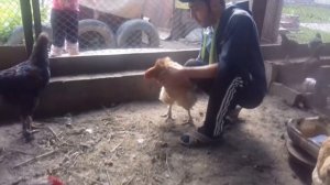 Обработка курей от блох, клещей, пероедов  Препарат БАРС