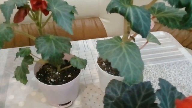 КОМНАТНЫЕ ЦВЕТЫ. БЕГОНИИ КЛУБНЕВЫЕ РАСЦВЕТАЮТ! РЕЗУЛЬТАТ УКОРЕНЕНИЯ ЛИСТЬЕВ И ЧЕРЕНКОВ БЕГОНИЙ. смотреть онлайн