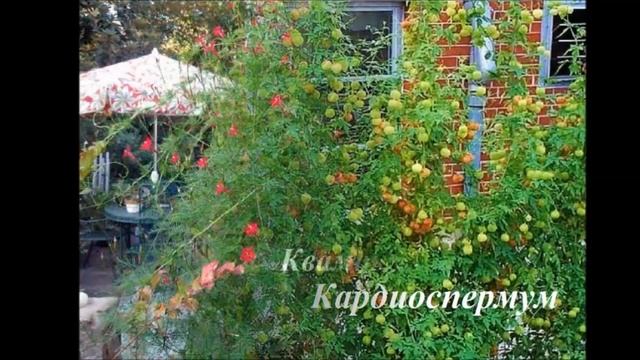 Вьющиеся растения для сада, беседки и забора Фото и названия смотреть онлайн