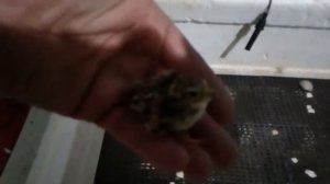 Вывод серой куропатки в инкубаторе