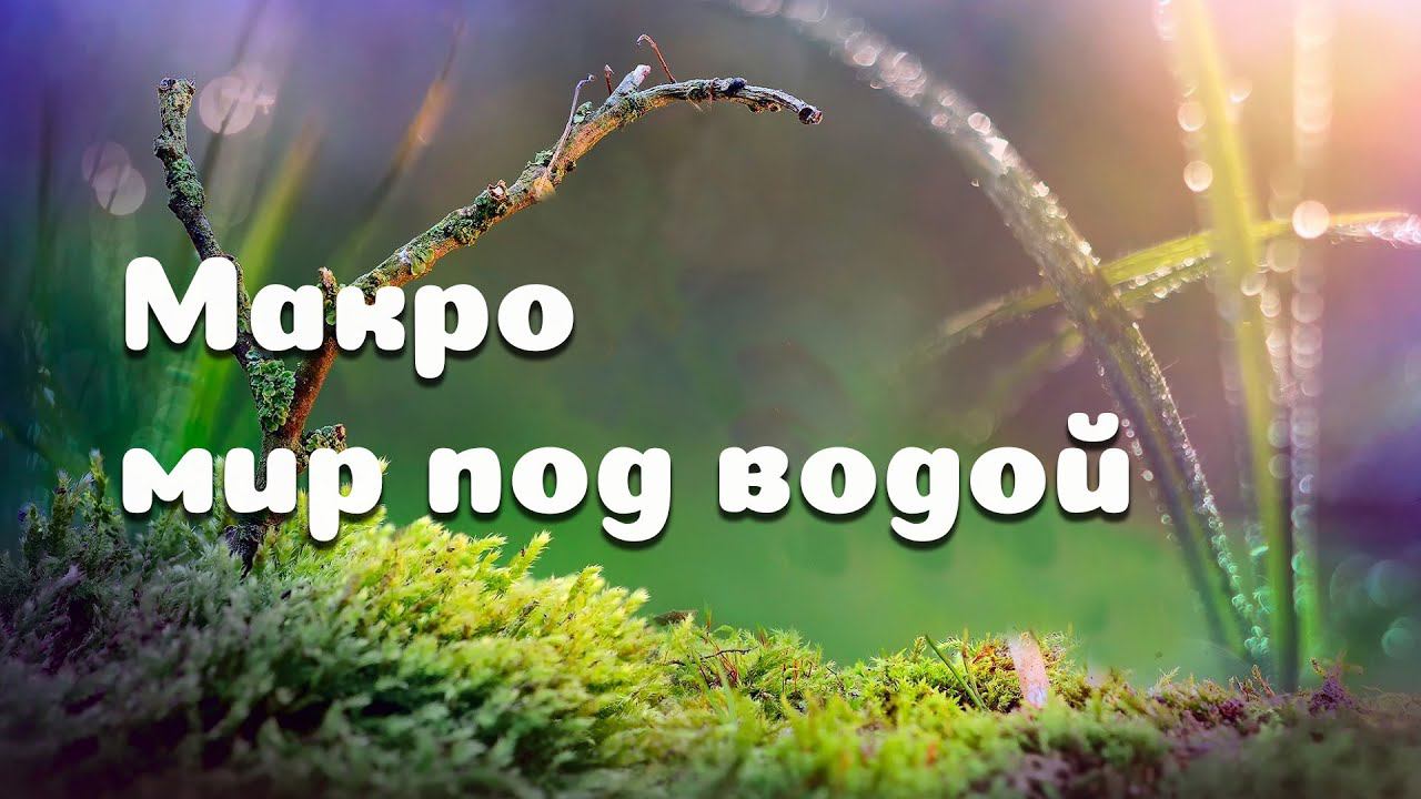 Макро мир под водой / Macro world under water смотреть онлайн