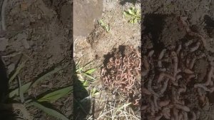 Где лучше копать червей для рыбалки