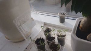 ХОЙЯ КАРНОЗА / ОПИСАНИЕ, ЦВЕТЕНИЕ