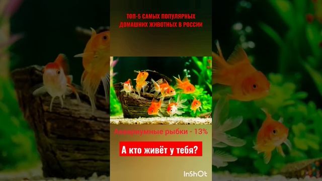 САМЫЕ ПОПУЛЯРНЫЕ ЖИВОТНЫЕ В РОССИИ#животные #кошки #собаки #топ смотреть онлайн