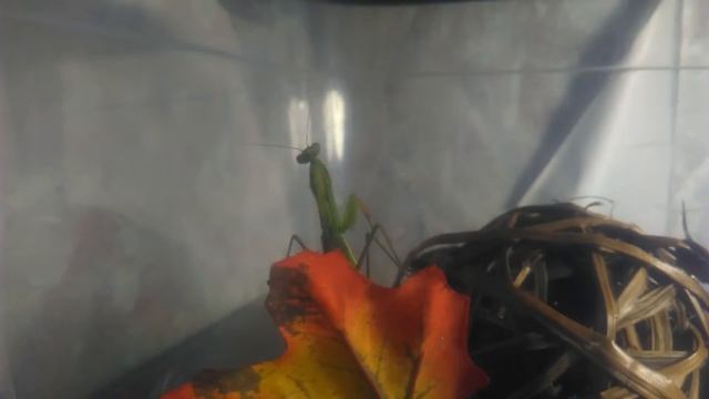 Богомол обыкновенный