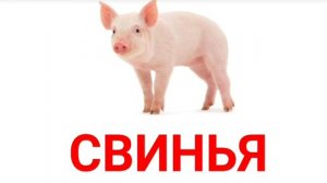 Карточки Домана животные