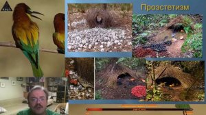 птица ШАЛАШНИК ( НАМЕТНИК )