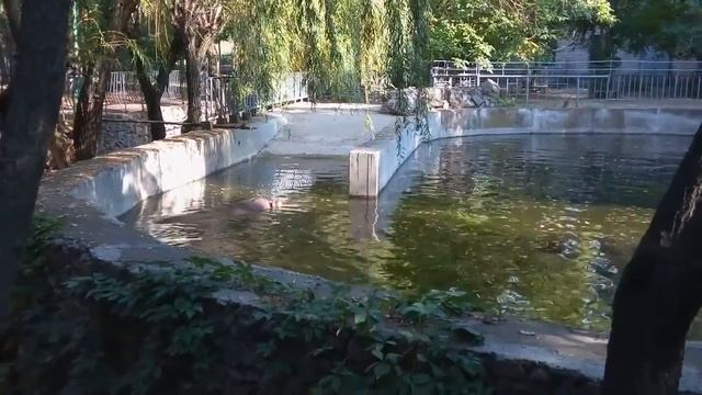 Бегемоты в зоопарке смотреть онлайн