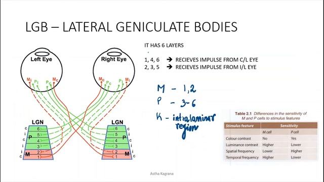 Physiology Of Vision - 2