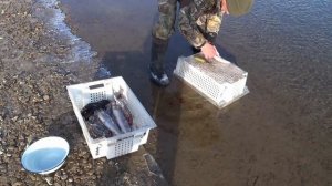 Уха из...петуха:)))