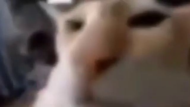 шакал кот (мем) смотреть онлайн