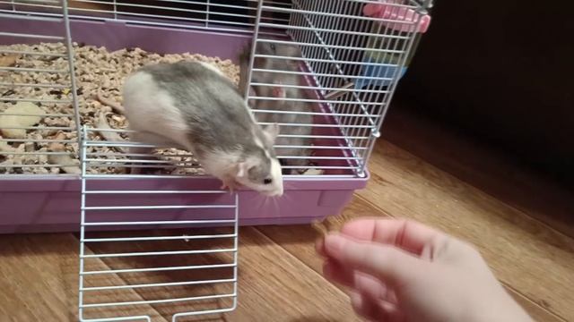 БЕРЕМЕННЫЕ КРЫСКИ :) смотреть онлайн