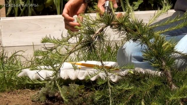 Формирование кроны лиственницы (ч.1).