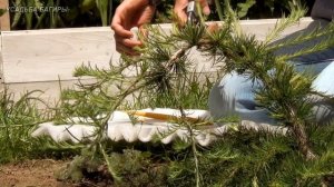 Формирование кроны лиственницы (ч.1).