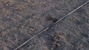 Как правильно выбрать ленту капельного полива ,а потом её быстро разложить в поле.