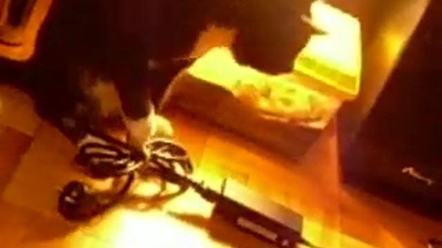 Животные SmartTrip.ru, Кот Ксений