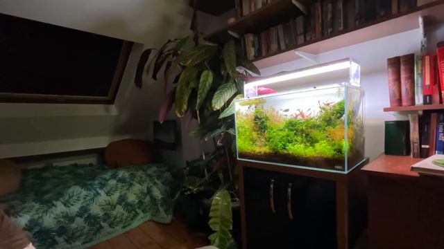 Fish Habitat Expert Reveals Beautiful Aquascape and Aquarium Books смотреть онлайн