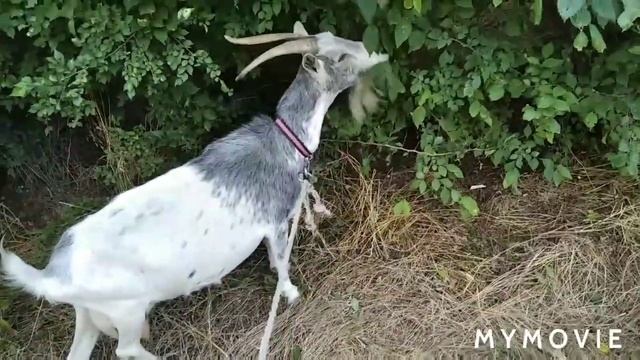 Молочка, болталка, инкубационные яйца перепела породы Селадон смотреть онлайн