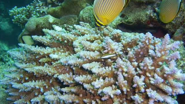 Marea Bariera De Corali colaj смотреть онлайн