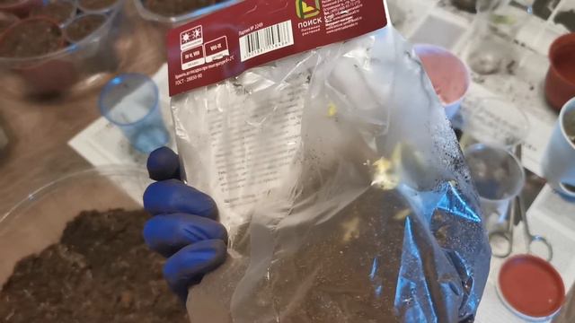 Видео 33. Пересадка глоксиний смотреть онлайн