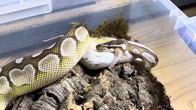 MOCHI | Royal Python | #feeding II (23.10.23) смотреть онлайн