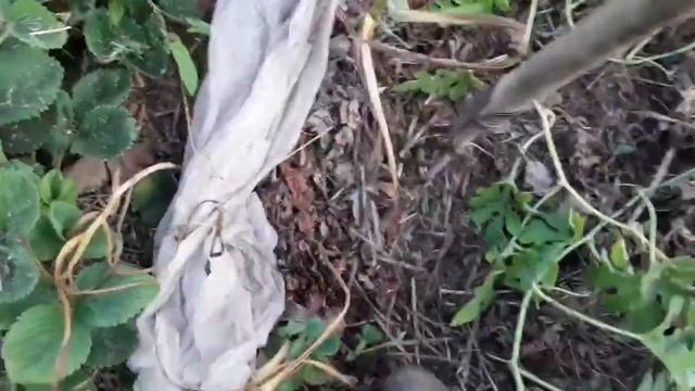 Посадил чеснок мелкий, вырос крупный. смотреть онлайн