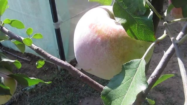 Яблоня "флорина" в первый год после посадки смотреть онлайн