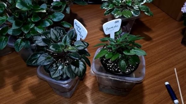 ??? Фиалки Трейлеры. Особенности и формировка