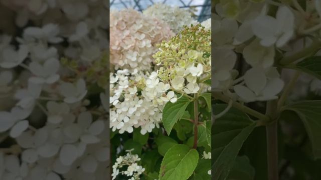 Гортензия Бобо - ароматная малышка 27.07.23. #гортензия #гортензии #метельчатыегортензии #садмечты смотреть онлайн