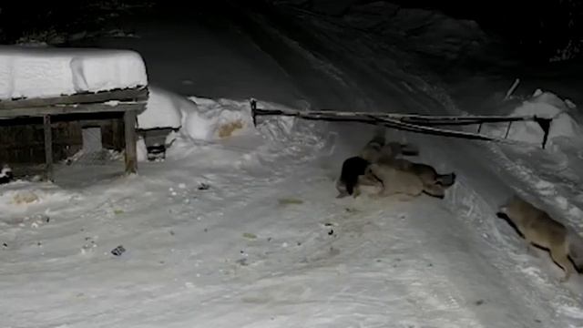 Волки в деревне съели собаку (НЕ КЛИКБЕЙТ) смотреть онлайн