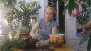 АСПАРАГУС ПЕРИСТЫЙ/ УХОД, ПЕРЕСАДКА